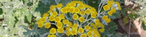 cropped-IMGP0502.jpg